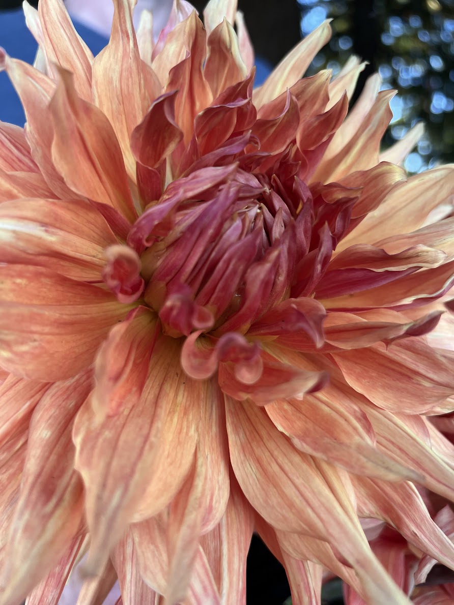 buy Wyn's Farmer Walt Dahlia Tubers from Triple Wren Farms for your home garden