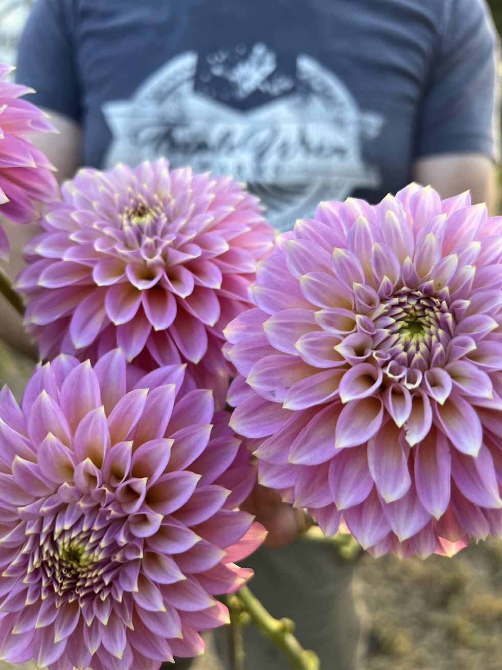 buy Bloomquist Essence From triple Wren Farms for our home garden