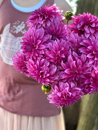 Bloomquist Enjoyment Dahlia Tuber
