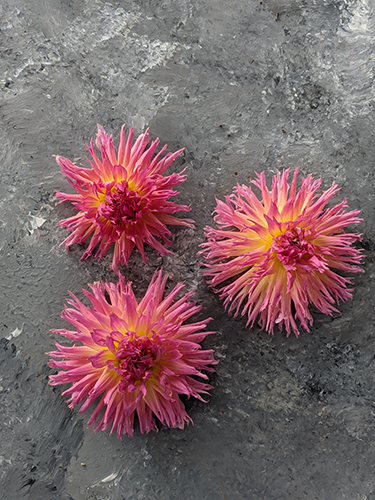 Pink and Light Pink and Light yellow and yellow Bloomquist Mildred S dahlia tubers from Triple Wren Farms