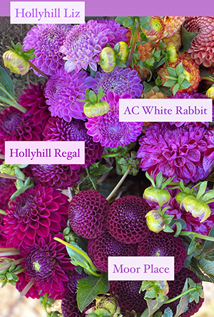 Dahlia Comparison photo with HollyHill Liz and AC White Rabbit and HollyHill Regal and Moor Place