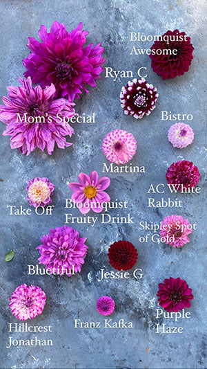 Dahlia comparison photo with Bloomquist Awesome and Ryan C and Moms Special and Bistro and Martina and Ac White and Take off and Bloomquist Fruity Drink and AC White Rabbit and Skipley Spot of Gold and Bluetiful and Jessie G and Hillcrest Jonathan and Franz Kafka and Purple Haze from Triple Wren Farms