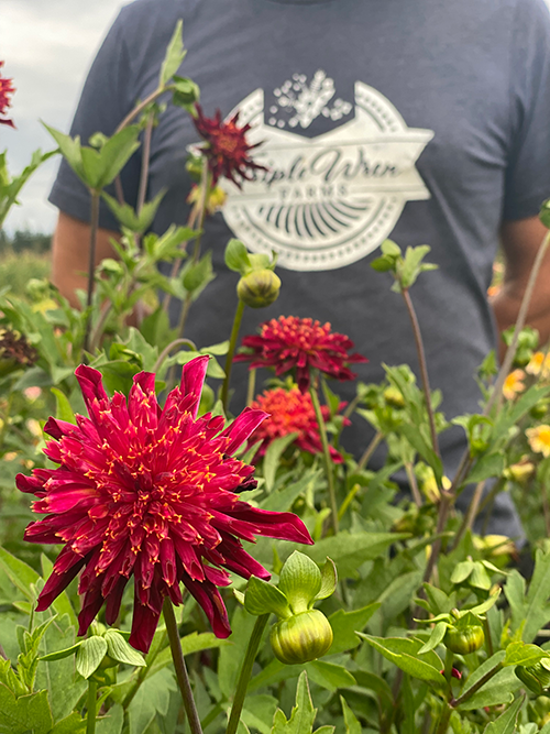 Bloomquist Cracker Dahlia Tuber – Triple Wren Farms