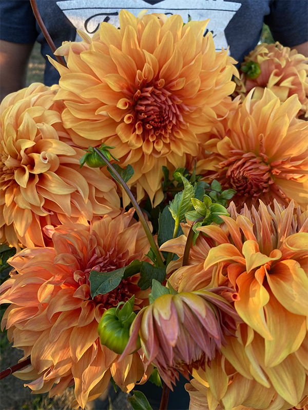 Hercules Dahlia Tuber
