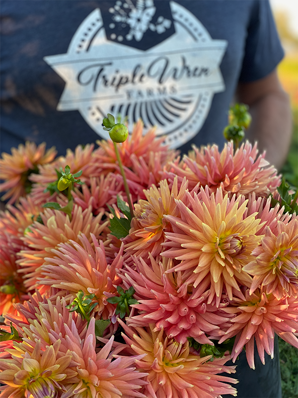 Buy Bloomquist Dreamer from Triple Wren Farms for your home garden