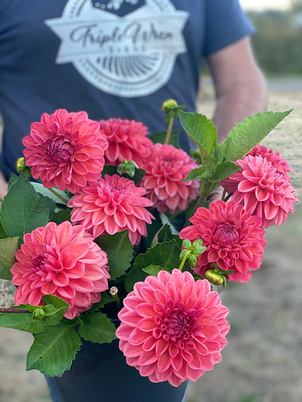 buy Bloomquist Curt dahlia tubers from Triple Wren Farms