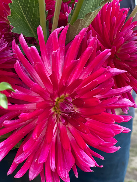 Bloomquist Loud Dahlia Tuber