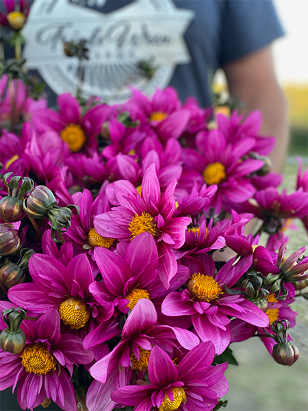 Bloomquist Image Dahlia Tuber – Triple Wren Farms