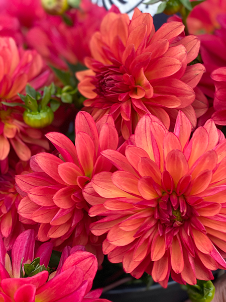 buy Bloomquist Footloose dahlia tubers from Triple Wren Farms for your home garden