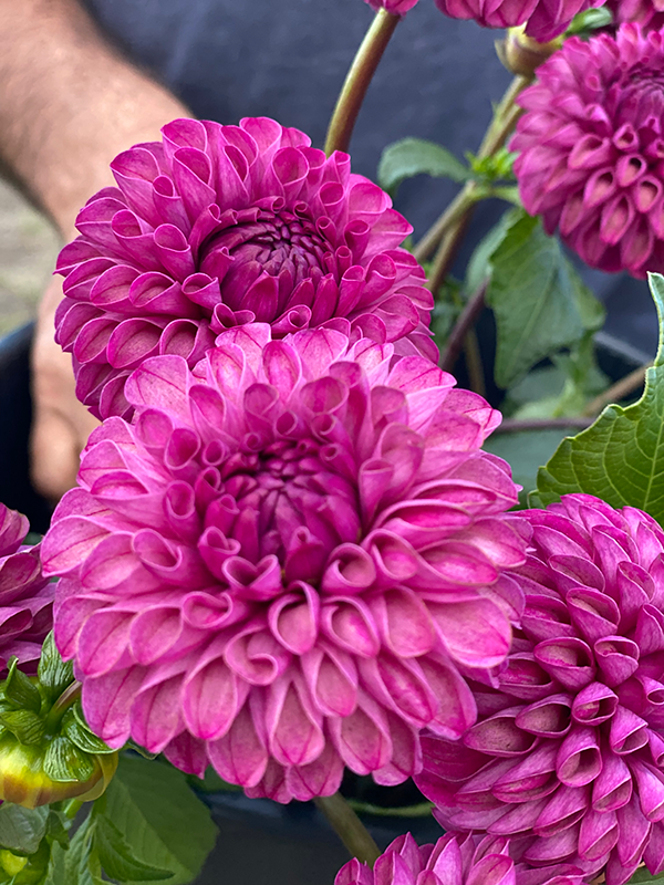 buy Bloomquist Refreshing Dahlia Tubers from Triple Wren Farms for your home garden