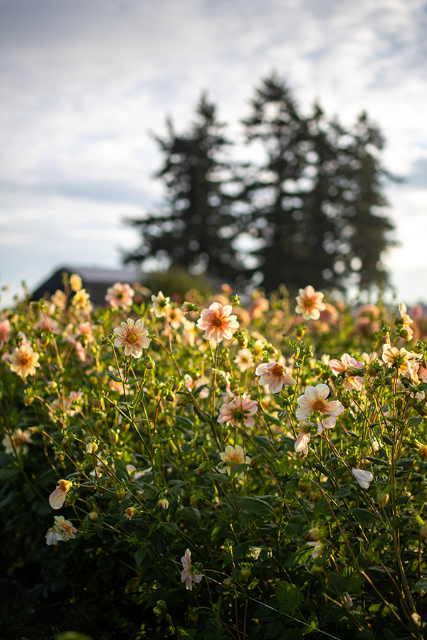 buy Apple Blossom dahlia tubers from Triple Wren Farms for your home garden