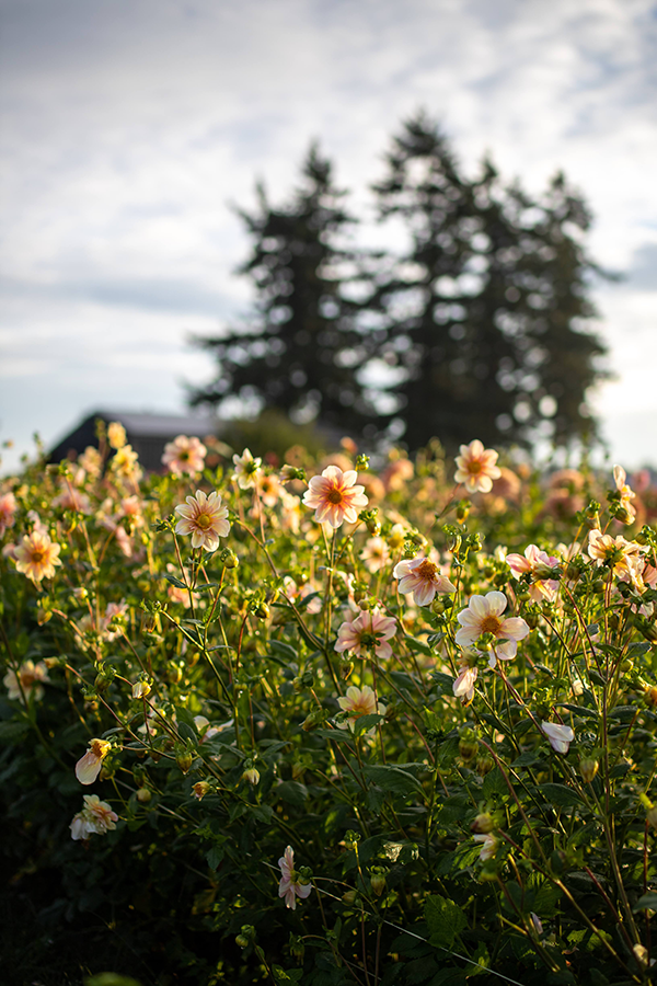 Apple Blossom Dahlia Tuber