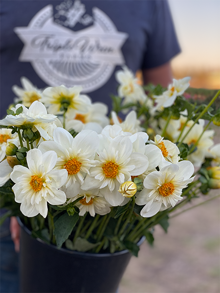 buy Bloomquist Brother dahlia tubers from Triple Wren farms for your home garden