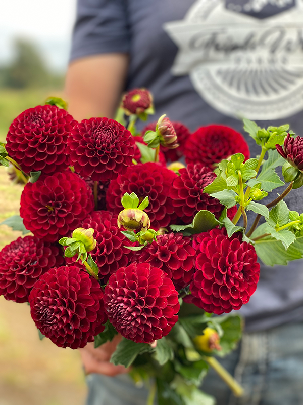 buy Bloomquist Crave dahlia tubers from Triple Wren Farms