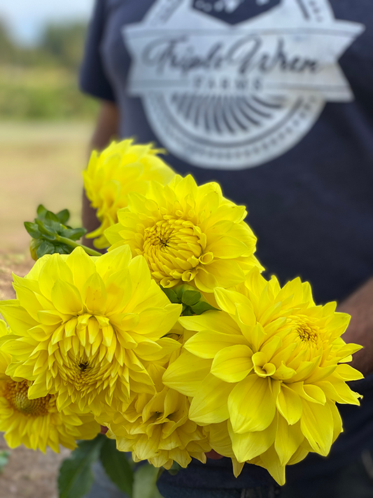 Bloomquist Myrna Dahlia Tuber