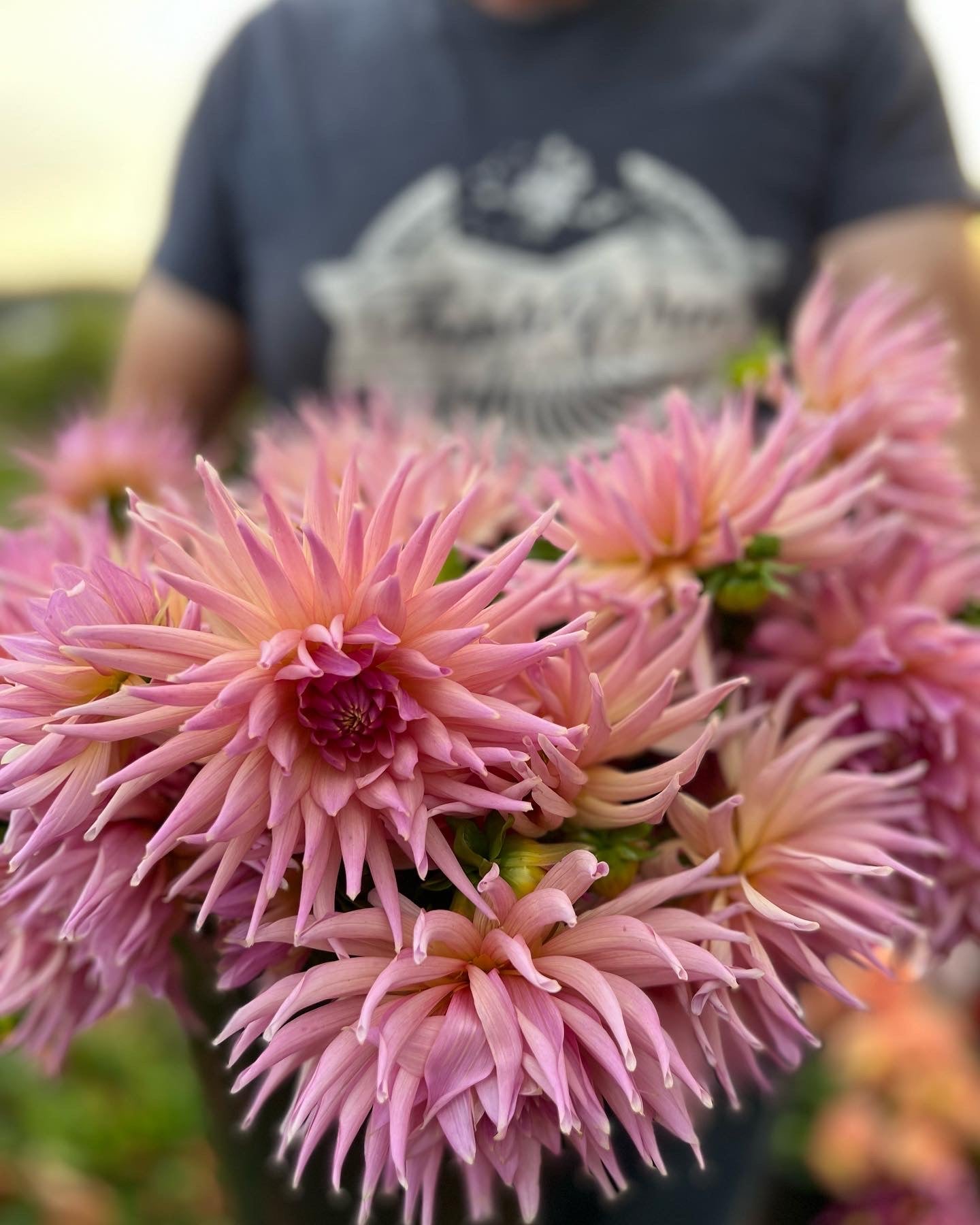 buy Wyn's Mauve Mist Dahlia Tubers from Triple Wren Farms for your home garden