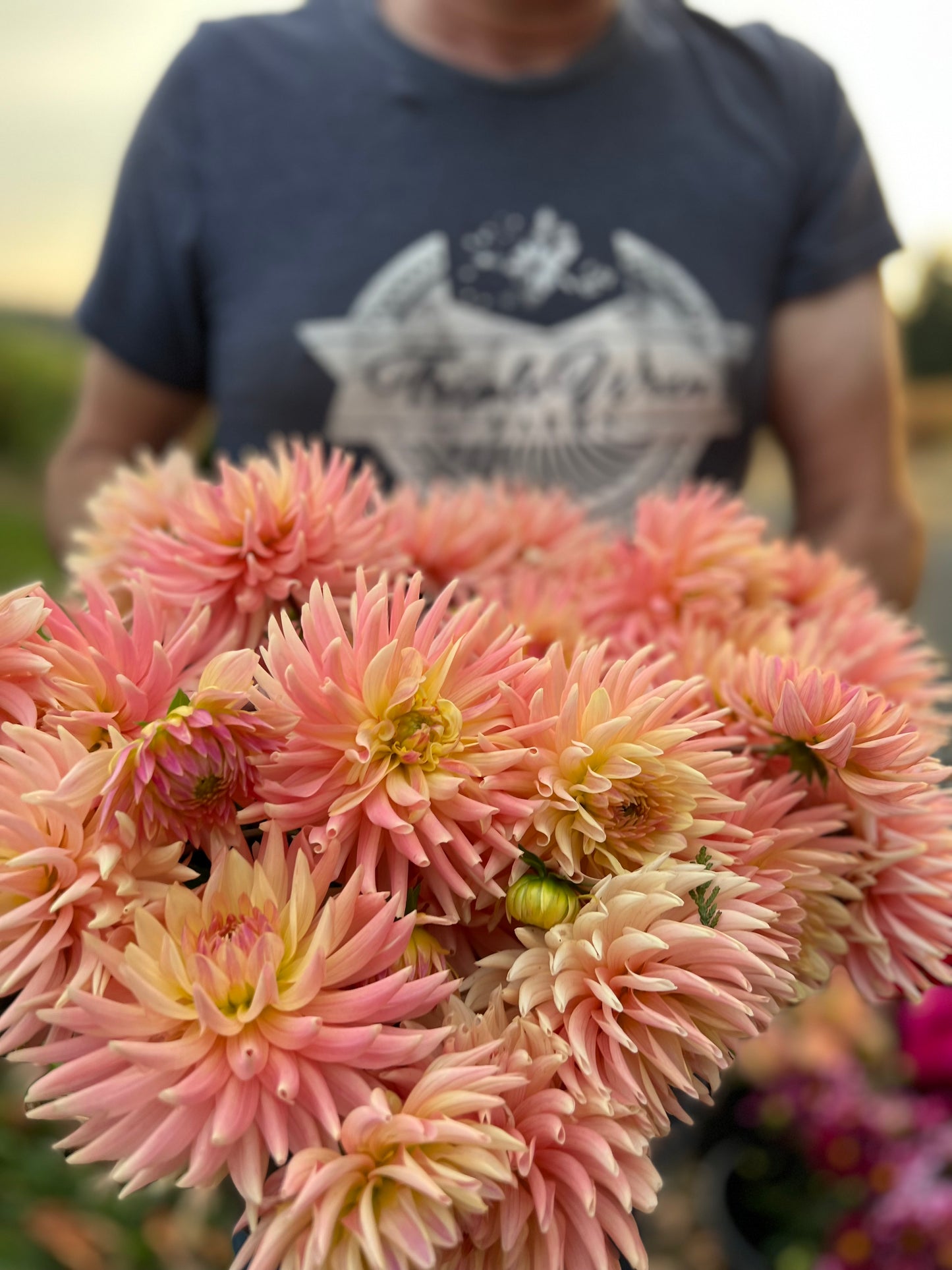 Buy Bo Peep Dahlia tubers from Triple Wren Farms for your home garden
