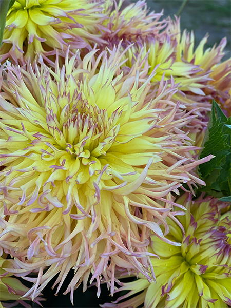Bloomquist Behold the Glory Dahlias from Triple Wren Farms