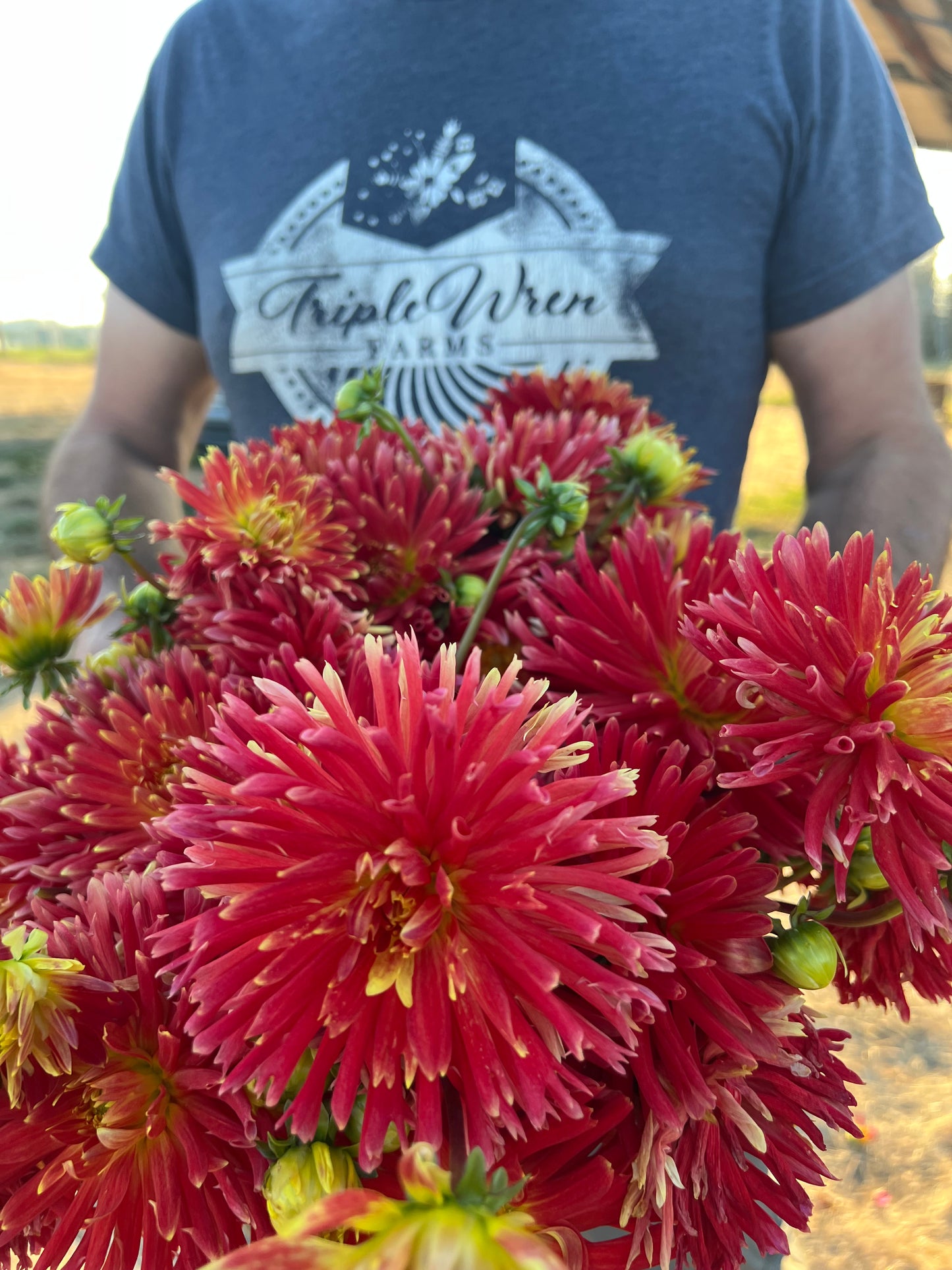 Bloomquist Betty Dahlia Tubers from Triple Wren Farms