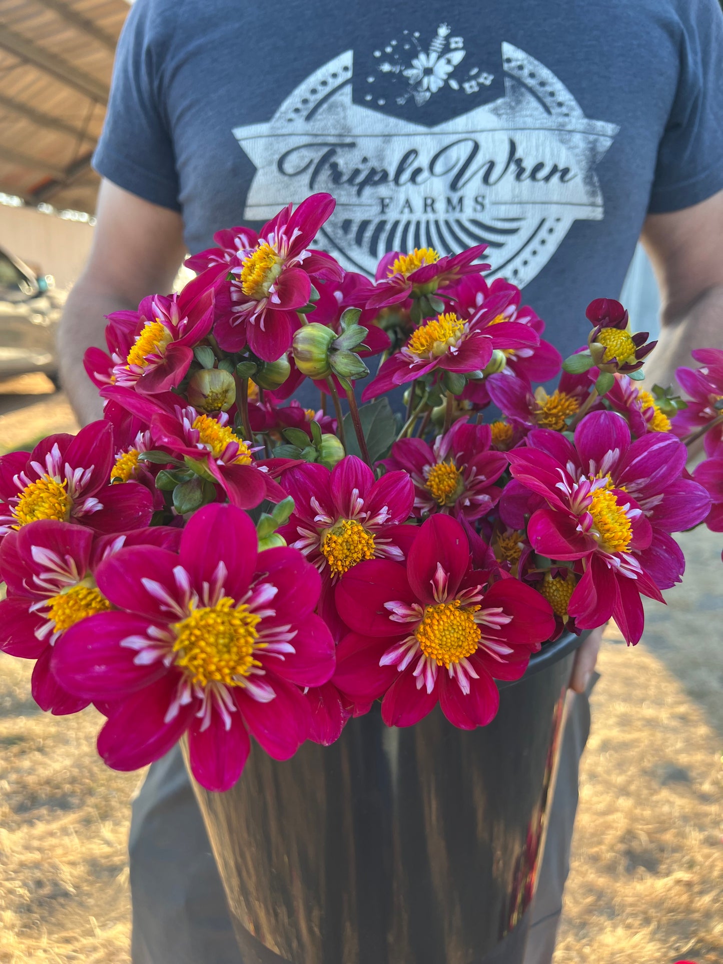 Bloomquist Bonnie dahlia tubers from Triple Wren Farms