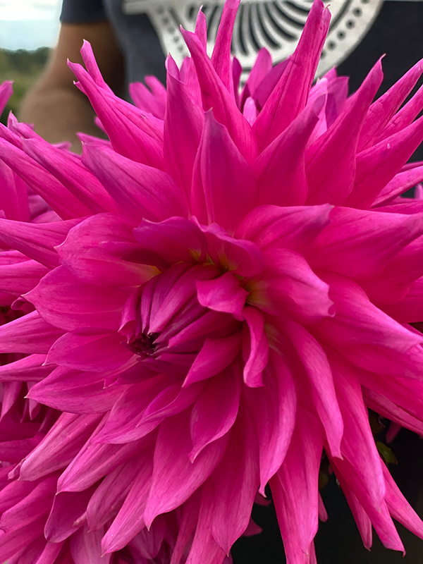 Buy Bloomquist Charm Dahlia from Triple Wren Farms