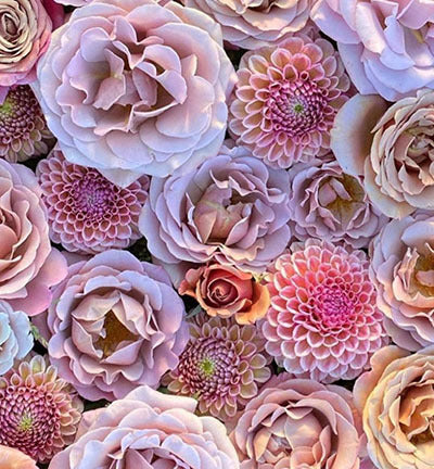 Koko Loko Roses and Bracken Rose Dahlias from Triple Wren Farms