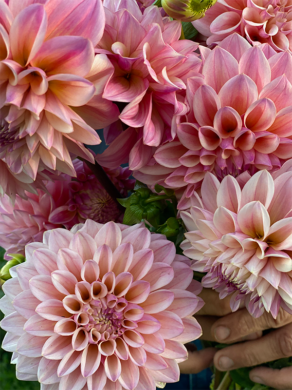 Coralie Dahlia Tubers from Triple Wren
