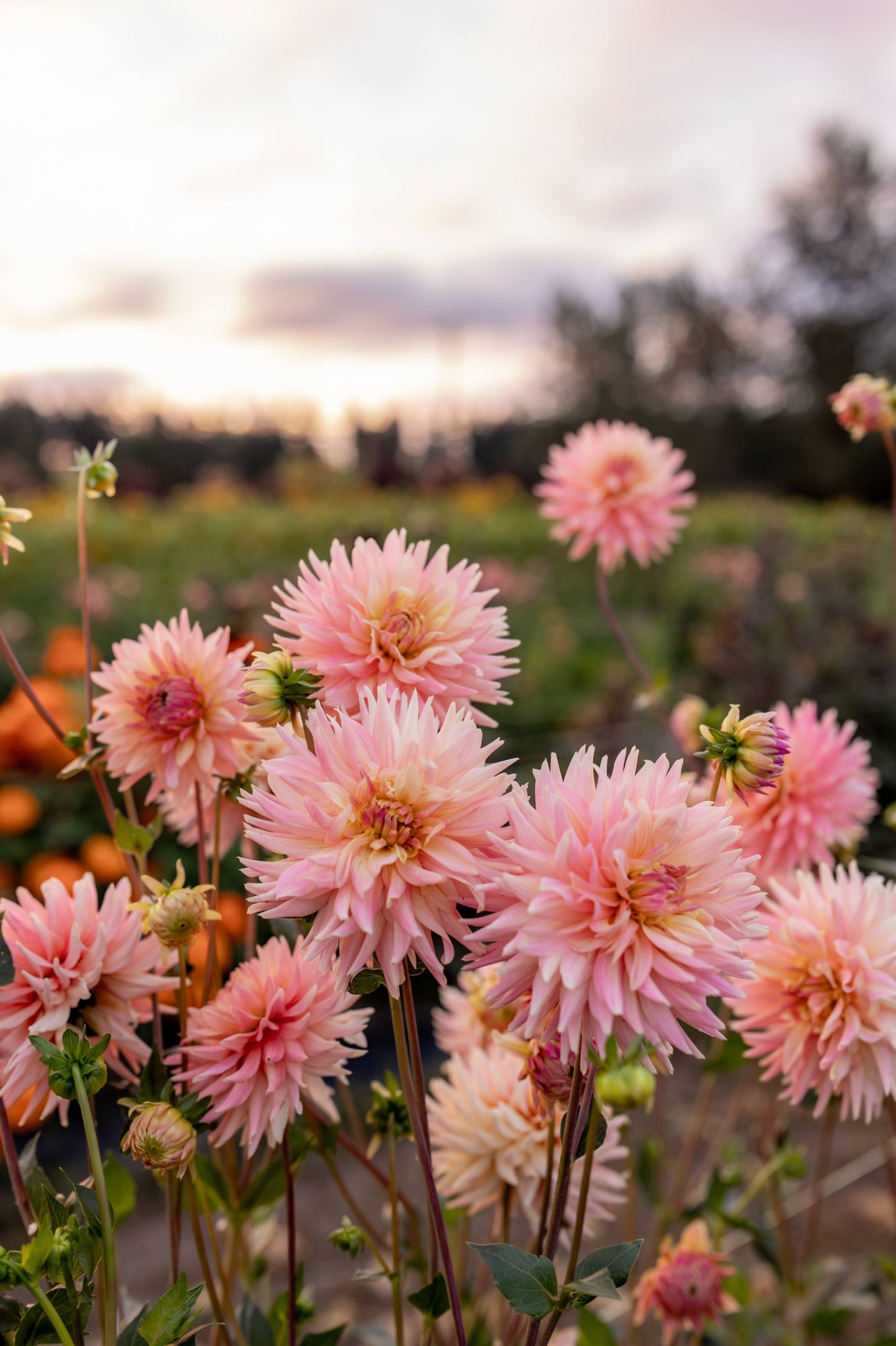 Bo Peep Dahlia tubers from Triple Wren Farms
