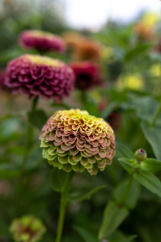 Zinnia Seeds "Triple Wren Antiques” (20 seeds)