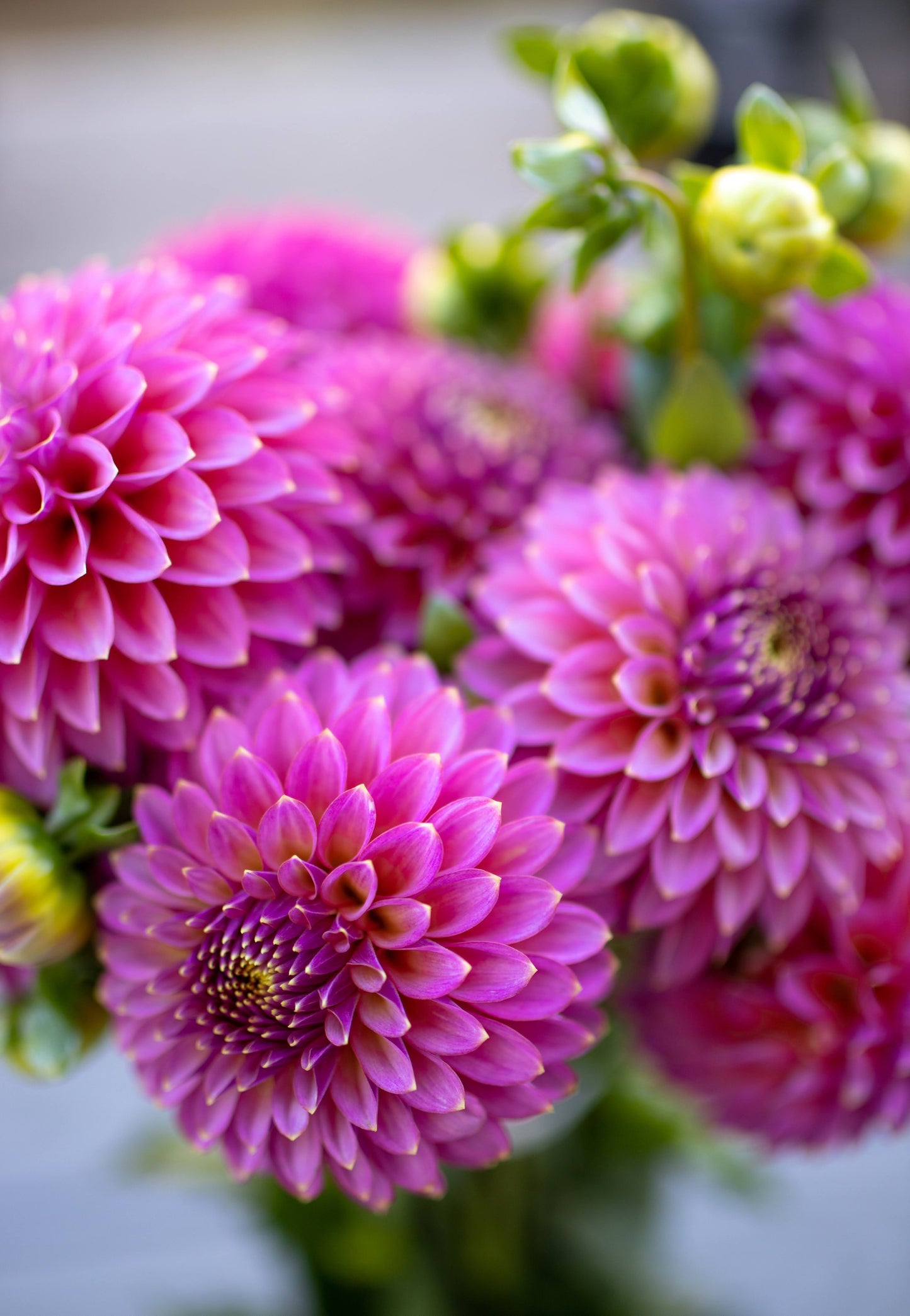 Skipley Spot of Gold Dahlia Tuber