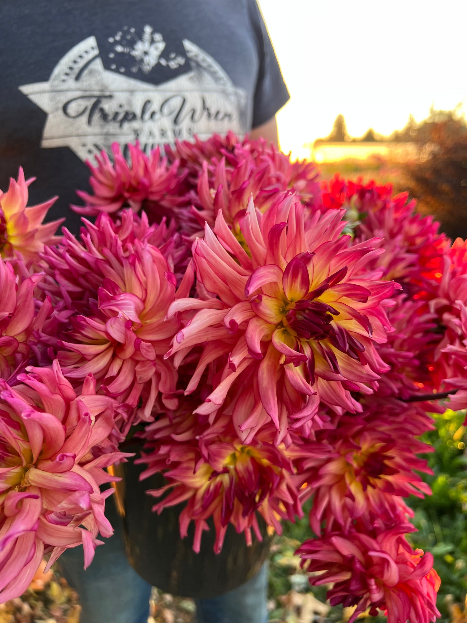 Bloomquist Awaken dahlia tubers from Triple Wren Farms