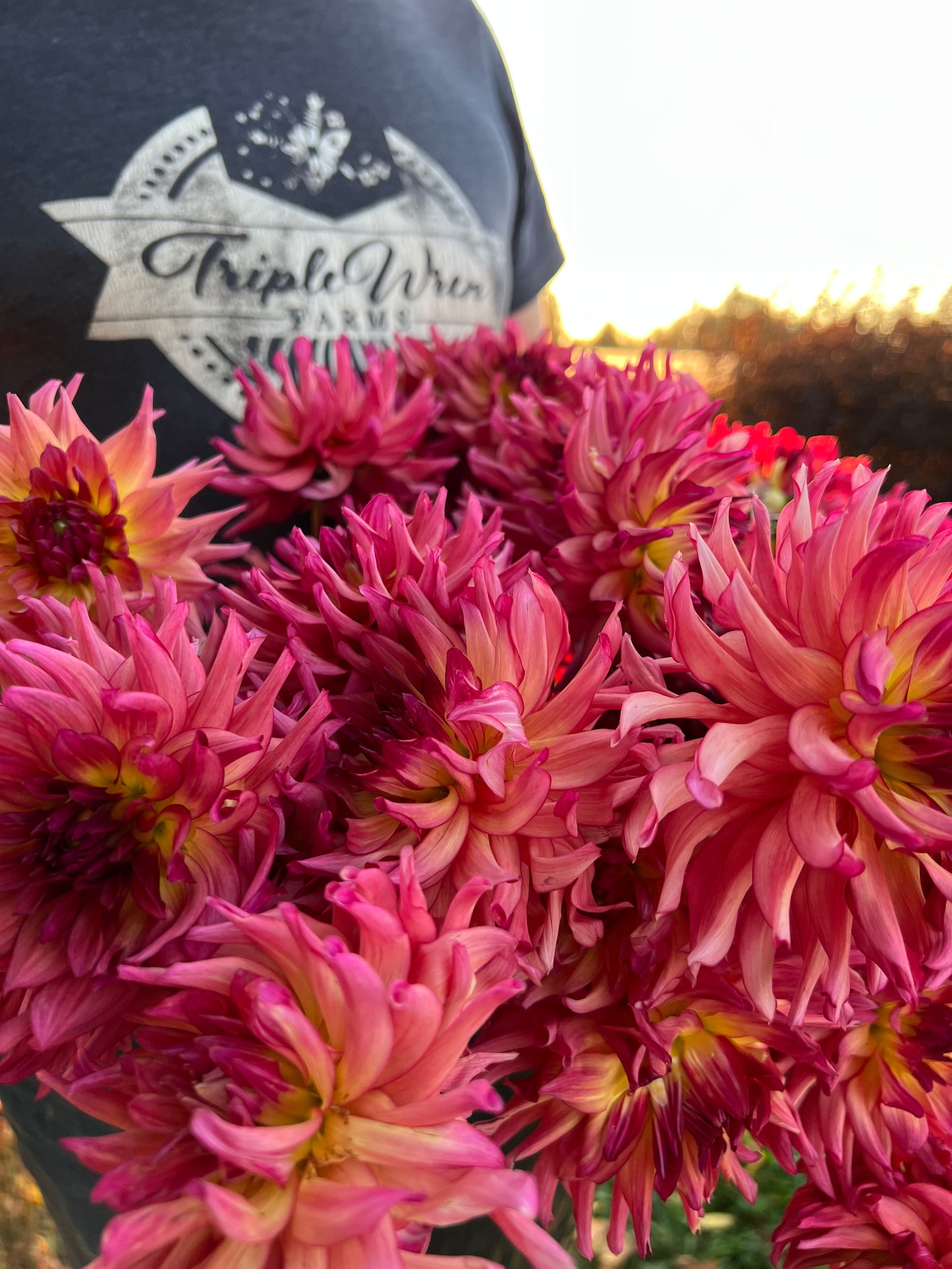 Raspberry and Muddy Raspberry and Pink and Light Yellow and Plum dahlia tubers Bloomquist Awaken from Triple Wren Farms