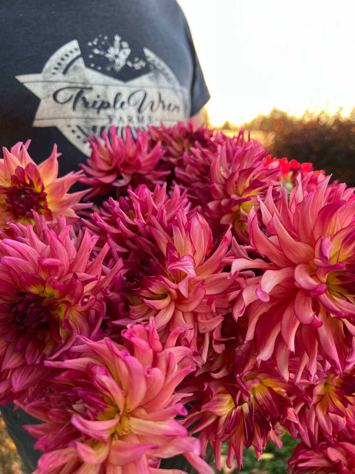Raspberry and Muddy Raspberry and Pink and Light Yellow and Plum dahlia tubers Bloomquist Awaken from Triple Wren Farms