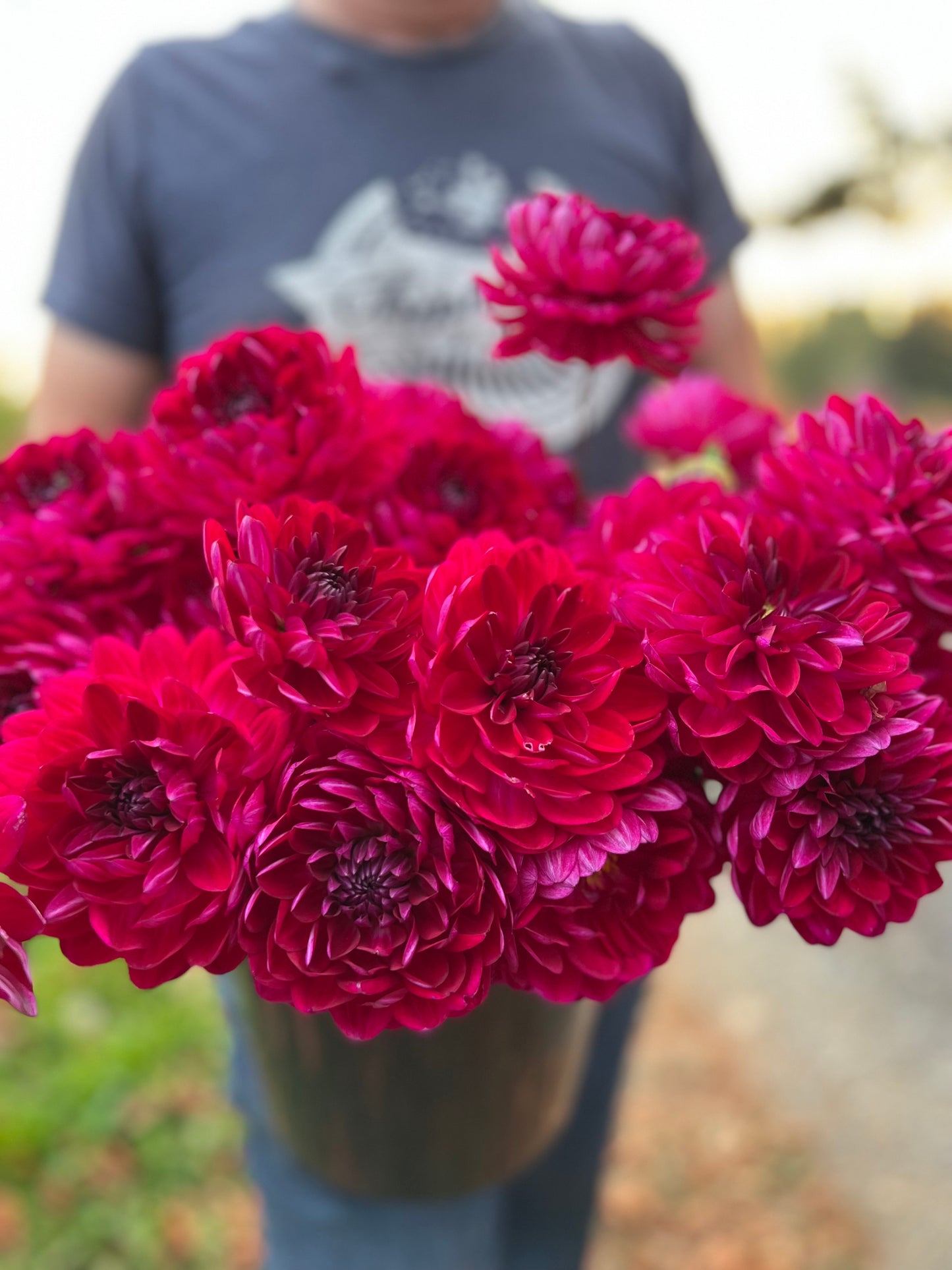 Sandia Bertha Dahlia Tuber