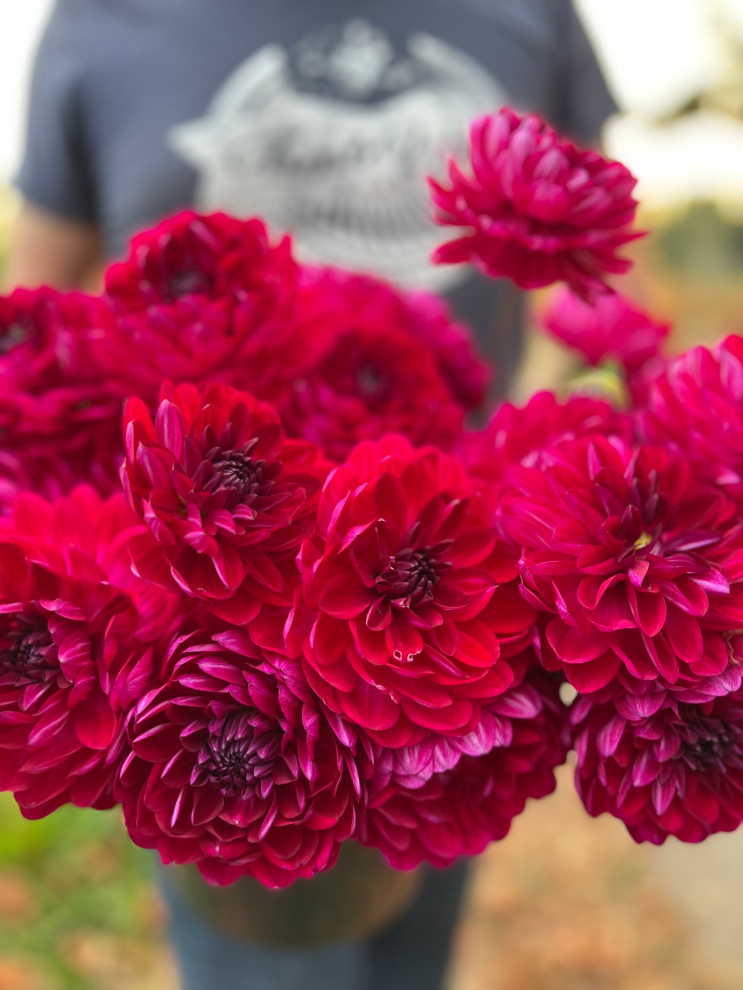 Sandia Bertha Dahlia Tuber