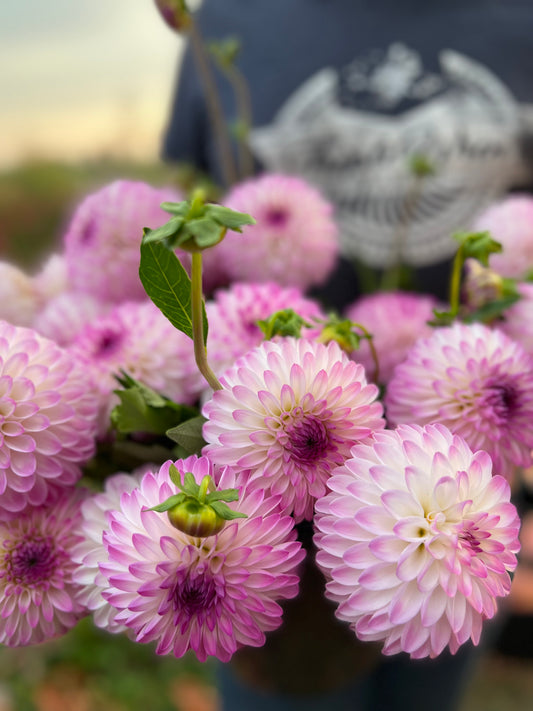 Martina Dahlia Tubers from Triple Wren Farms