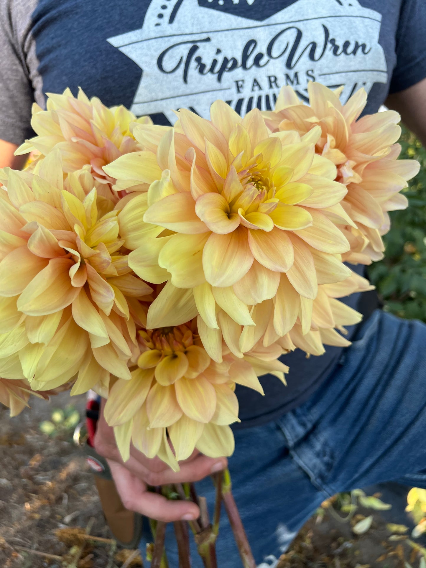 buy Wyn's N.E.W. Pastel Dahlia Tubers from Triple Wren Farms for your home garden