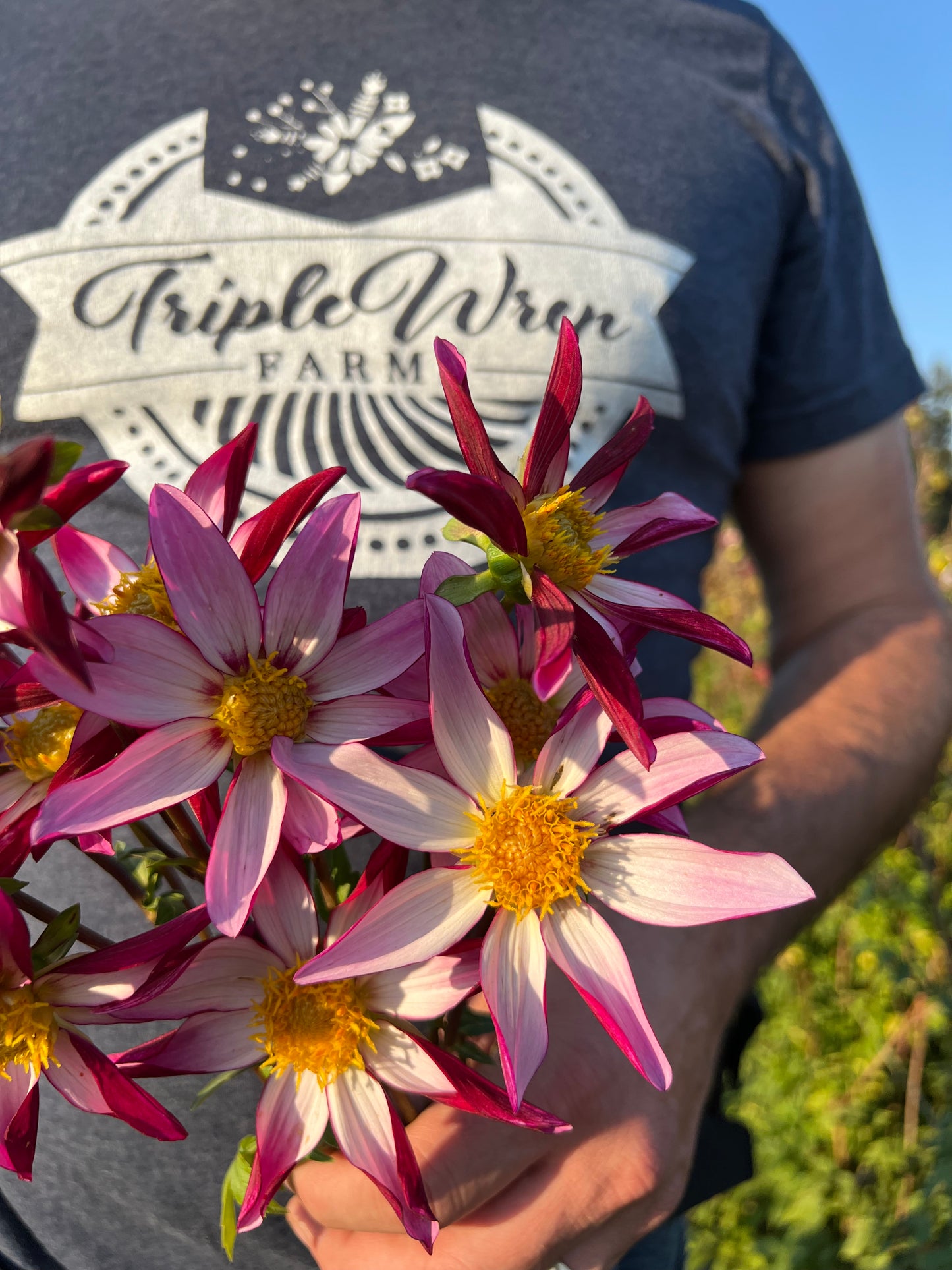 buy GG's Two Faced Dahlia Tuber from Triple Wren Farms for your home garden