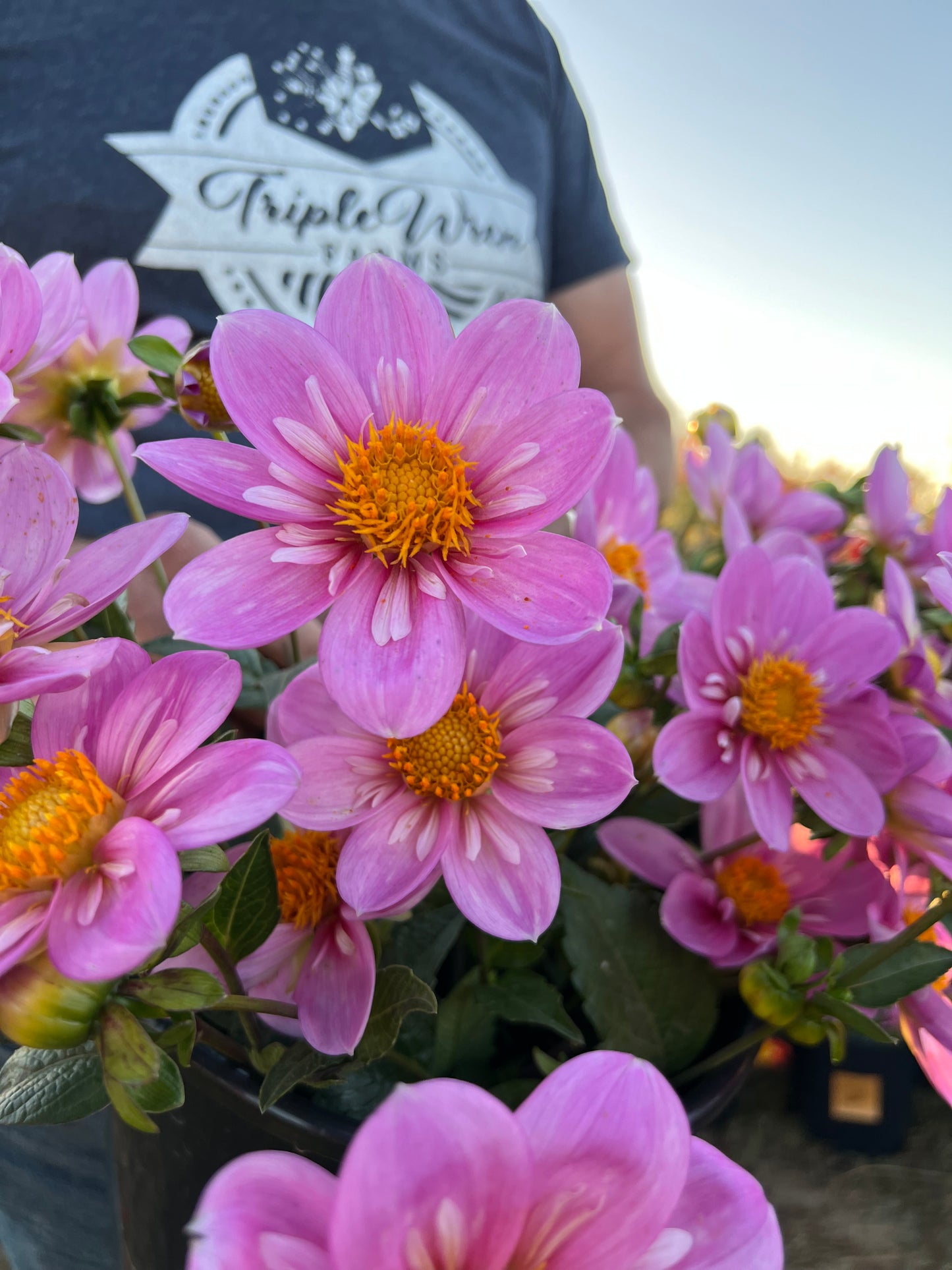 Buy Bloomquist KellyAnn F dahlia tubers from Triple Wren Farms for your home garden