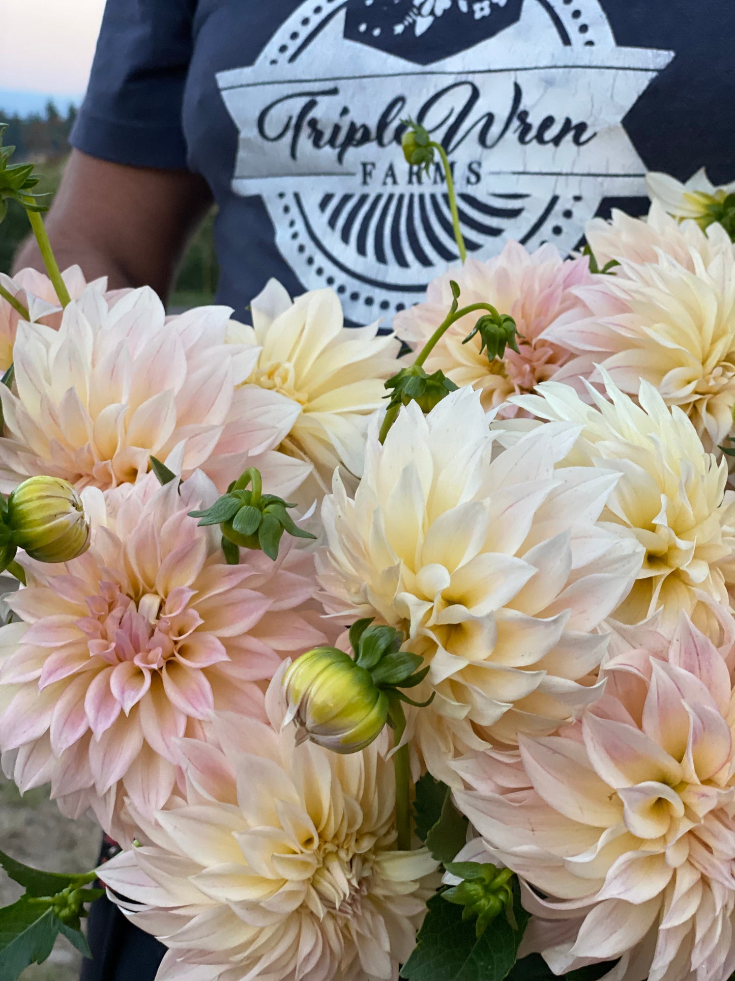 buy KA's Mocha Maya Dahlia Tubers from Triple Wren Farms for your home garden