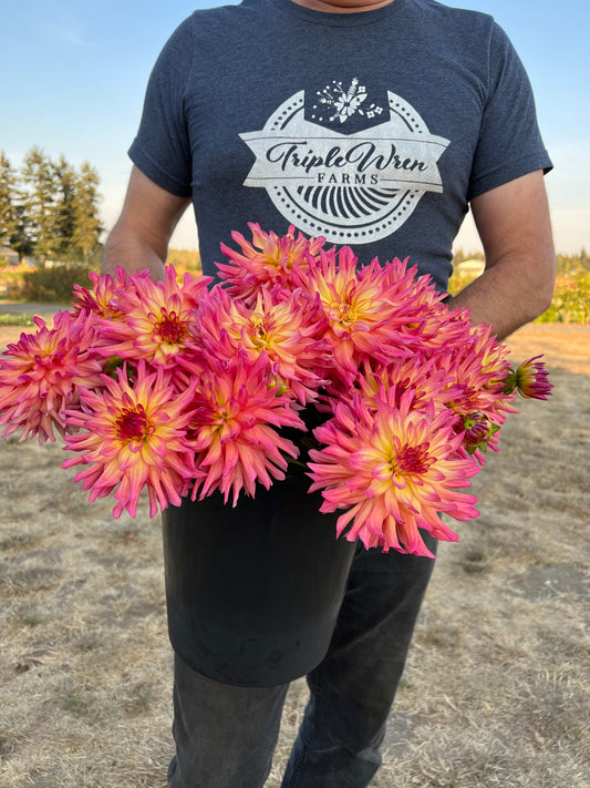 Pink and Yellow and Golden Dahlia tuber Bloomquist Dawn from Triple Wren Farms