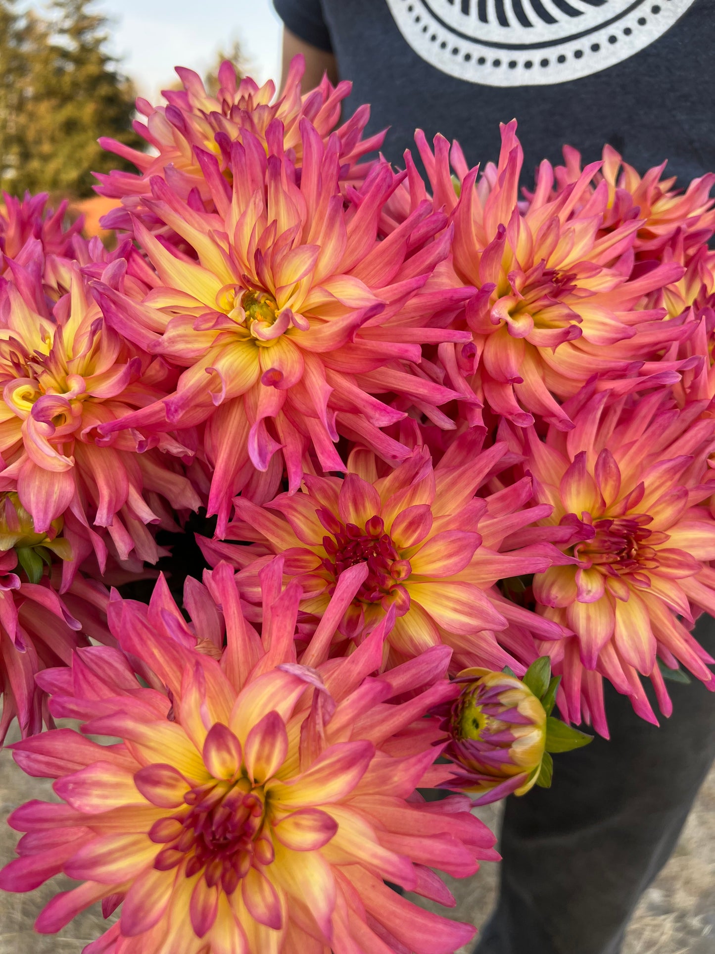 Buy Bloomquist Dawn from Triple Wren Farms for your home garden