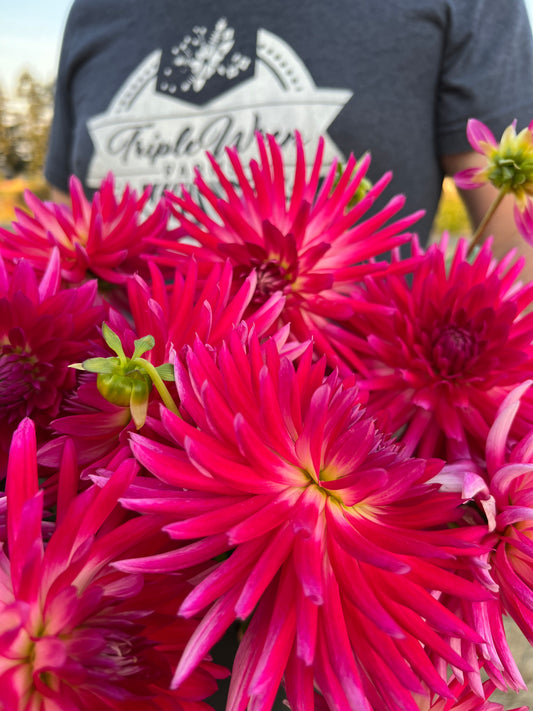 Bloomquist Loud Dahlia Tuber