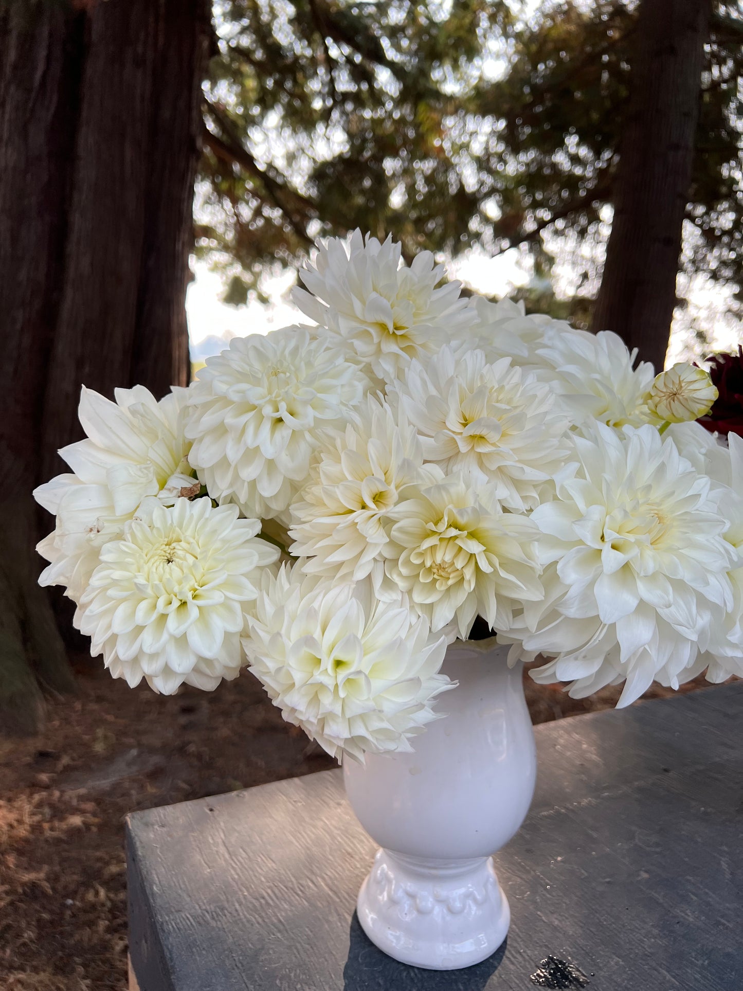 buy Bloomquist Snowy Dahlia Tubers from Triple Wren Farms for your home garden