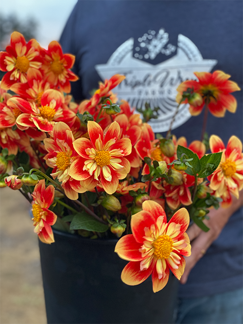 Buy NTAC Solar Flare Dahlia Tubers from Triple Wren Farms
