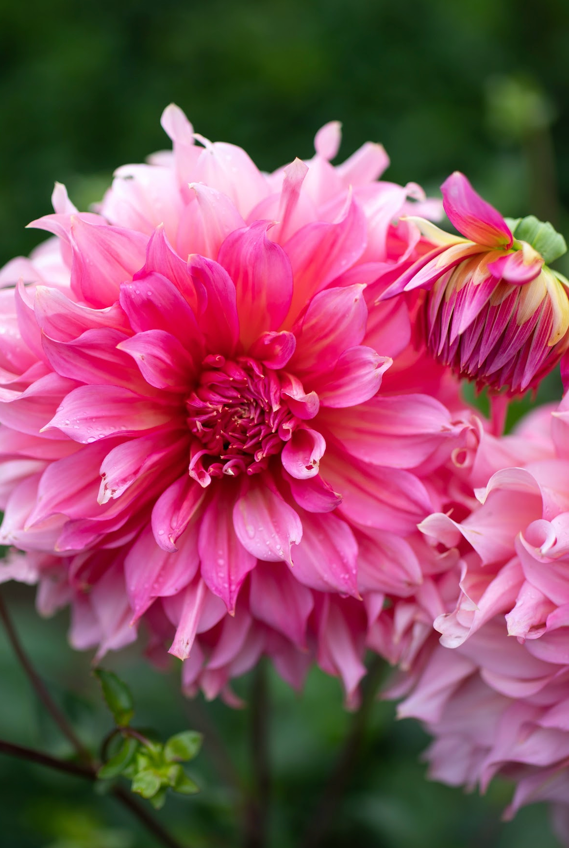 Admission to Dahlia Festival 2025