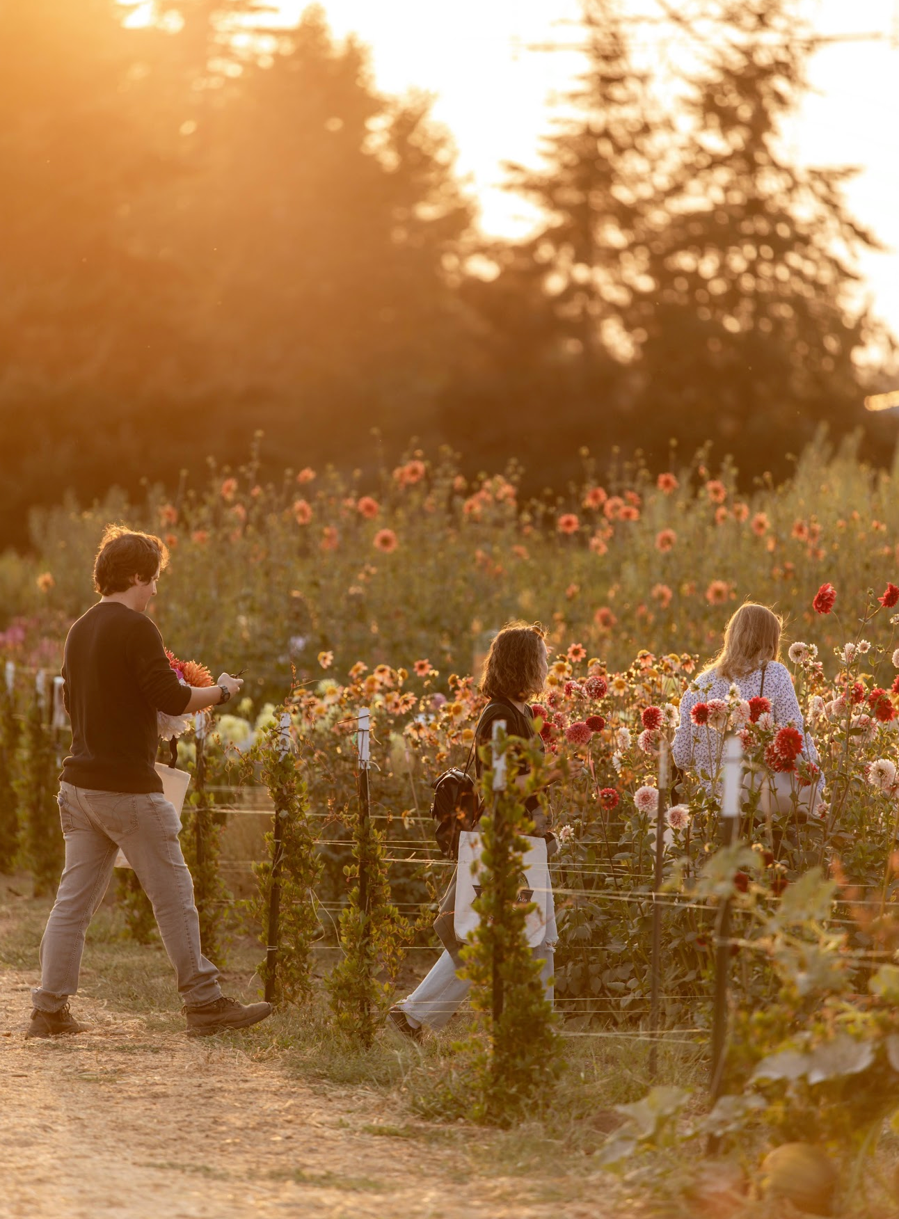 Admission to Dahlia Festival 2025