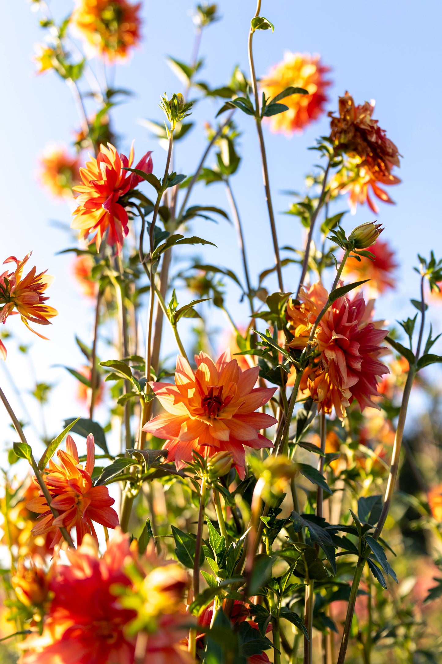 buy Bloomquist Orion dahlia tubers from Triple Wren Farms for your home garden