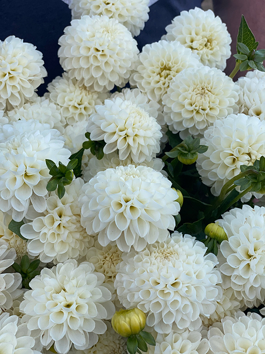 White Nettie Dahlias from Triple Wren Farms