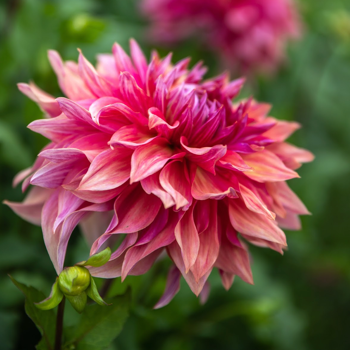 Admission to Dahlia Festival 2025